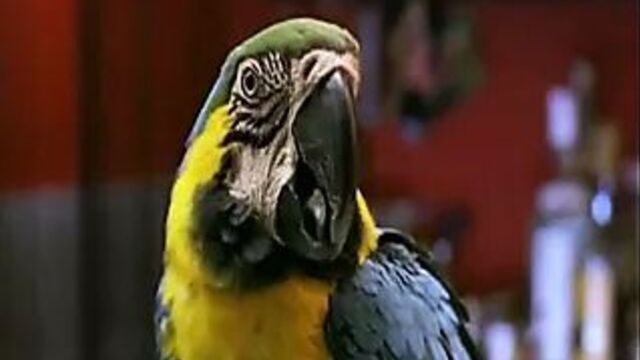 Penelope Cruz - Jamon Jamon