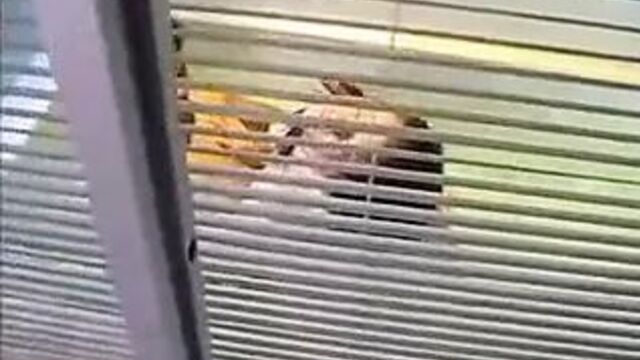 Thai Soft and Hard 29