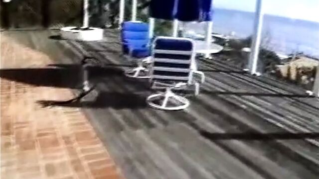 Krysti Lynn butt horn